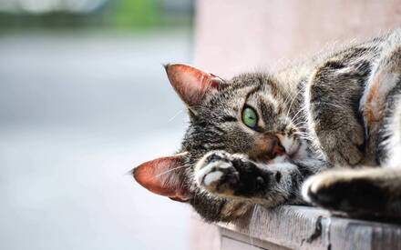 Анестезия у животных и анестезиологические риски