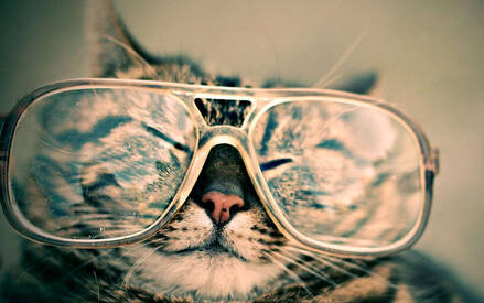 Эндоскопическая стерилизация. Лучшее что можно предложить кошке.