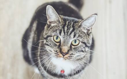 Кастрация кота: подготовка, операция, послеоперационный уход.