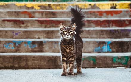 Всемирный день стерилизации 2020 в ВэллВет